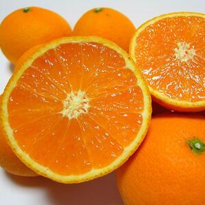 有田育ちの 完熟 清見 オレンジ (ご家庭用) 約5kg【先行予約・2025年2月～発送】【MS33】