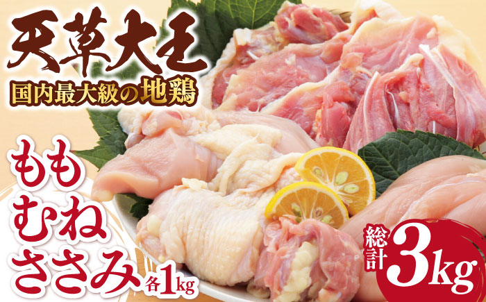 【数量限定】熊本県産 天草大王 地鶏 計3kg ( もも ・ むね ・ ささみ ) 各1kg 鶏肉 小分け 国産【あそ大王ファーム株式会社】[YCF003] 