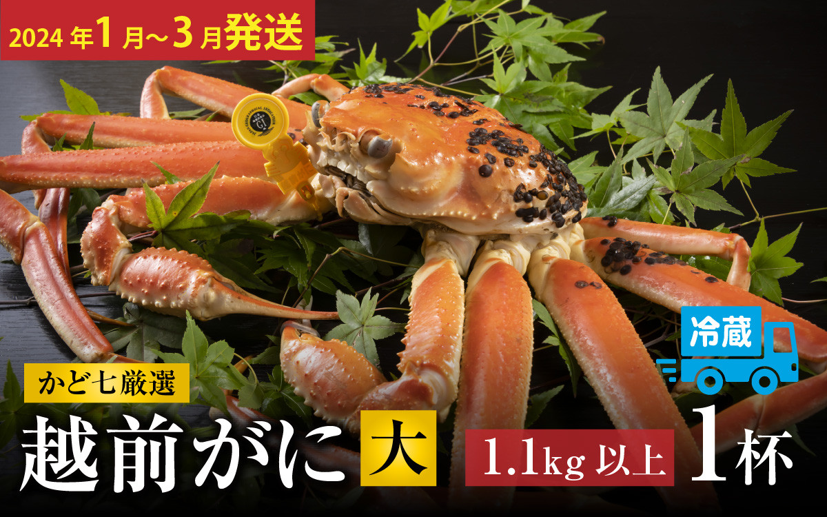 
【先行予約】かど七厳選 越前がにオス（大：献上品質）1.1kg以上×1杯【2024年1月2月3月発送】 [L-045006]
