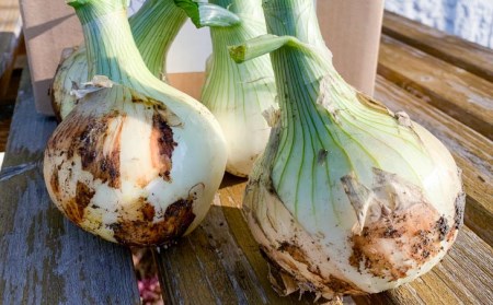 【わいわいベジタブル】春の訪れ！淡路島の新たまねぎ（10㎏）◆配送２月～５月下旬