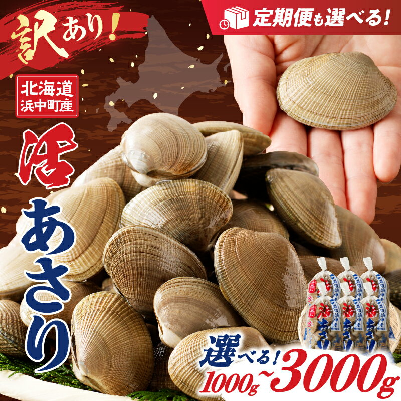 【ふるさと納税】【訳あり】 発送時期 容量が選べる 先行予約 期間限定 浜中町産 活あさり 大粒 殻付 冷蔵 魚介 魚貝 貝類 海鮮 天然 新鮮 アサリ 砂出し済 味噌汁 汁物 酒蒸し パスタ おかず おつまみ お土産 手土産 産地直送 海産物 ワケアリ 不揃い 北海道 送料無料