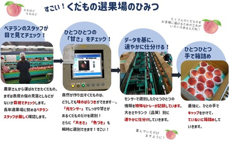 JA02-25A【2025年先行予約】桃 あかつき 約3kg / 2025年7月下旬～配送予定 // 贈答 センサー選別 糖度センサー 桃 もも 果物 フルーツ ギフト あかつき 太鼓判 優糖生  南
