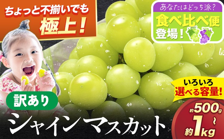 
                  食べ比べ 便登場 シャインマスカット 生産者応援企画！パリッとジューシー 訳あり シャインマスカット 約500g 約650g 約1kg 選べる内容量 《2026年8月上旬-8月下旬頃出荷》訳あり シャインマスカット マスカット ぶどう フルーツ 果物 大阪府 羽曳野市 シャイン 食べやすい
                