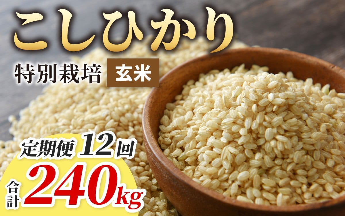 
                  【令和7年産】【12ヶ月定期便】こしひかり 20kg × 12回 計 240kg【玄米】減農薬・減化学肥料 「特別栽培米」－地球にやさしいお米－
                