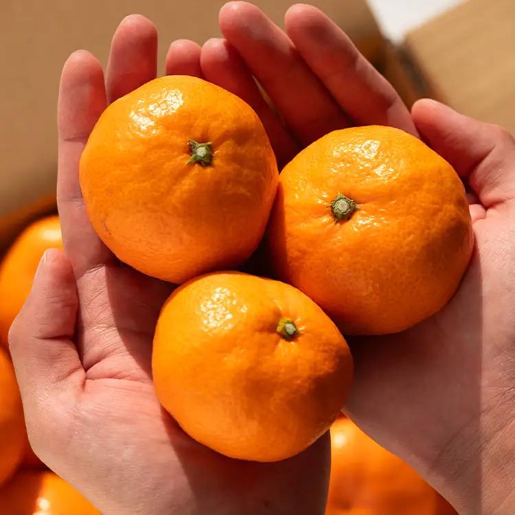 【1月中旬〜2月発送】寿太郎みかん 4kg みかん 果物 ms-0086