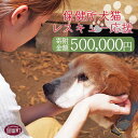 【ふるさと納税】＜保健所犬猫レスキュー【返礼品なしのご寄附】＞寄附金額500,000円※お礼状をお送りいたします。 返礼品なし 保護 動物愛護 いぬ ねこ イヌ ネコ 応援 宮崎県 国富町 いのちのはうす保護家 0626_in