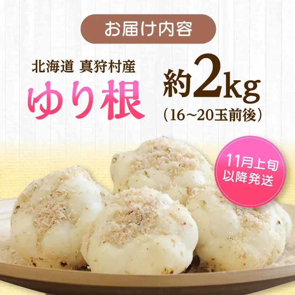 【2026年11月上旬以降発送】 ゆり根 Lサイズ 約2kg | ゆり根 ゆりね 野菜 冬野菜 産地直送 北海道 | 道の駅 真狩フラワーセンター[BPAM002]