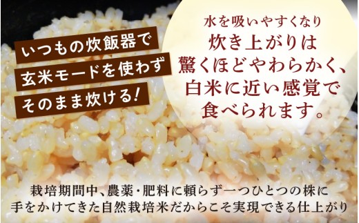 【先行予約】【令和8年産】定期便 ≪6ヶ月連続お届け≫ 伊与衛門農園の自然栽培米 コシヒカリ 自然栽培米コシヒカリ うまみ玄米 5kg×6回（計30kg）＜温度と湿度を常時管理し新鮮米を出荷！＞ 米 