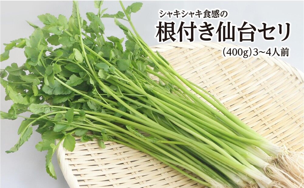 【期間限定】シャキシャキ食感の根付き仙台セリ（400g）3～4人前 [せり 仙台名物 セリ 野菜 鍋にどうぞ]