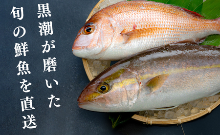 鮮魚 3kg～ 鮮魚ボックス 詰め合わせ 刺身 刺し身 さしみ 鮮度抜群 産地直送 高知県産