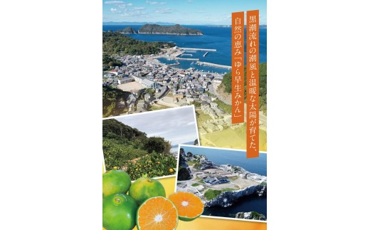 ゆら早生みかん10kg ※2026年10月上旬頃～10月下旬頃に順次発送予定(お届け日指定不可) /  極早生 早生 由良町 和歌山県 柑橘 密柑 完熟 甘い ミカン 光センサー 柑橘 果実 くだもの