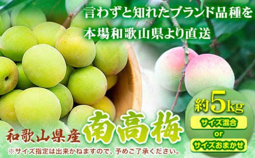和歌山県産 南高梅 約 5kg（M〜2Lサイズ混合） 厳選館《2025年6月上旬-7月中旬頃より出荷》和歌山県 日高町【配送不可地域あり】