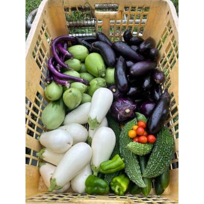 ふるさと納税 塩谷町 旬の野菜セット(品種お任せ 5種類以上) |  | 02
