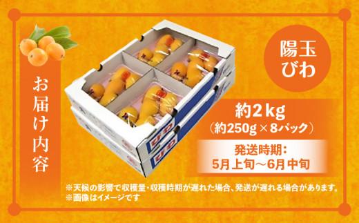 陽玉びわ 約2kg (約250g×8パック)【2025-5月上旬～2025-6月中旬配送】