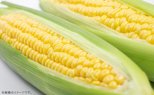 【 先行予約 】 朝採りとうもろこし 約6kg （ おおもの ） 【 2026年7月上旬～8月中旬ころ順次発送予定 】【 とうもろこし トウモロコシ とうきび 甘い スイーツ デザート コーン 人気 