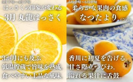 フルーツ定期便 9回  ﾌﾙｰﾂﾌﾙｰﾂﾌﾙｰﾂﾌﾙｰﾂﾌﾙｰﾂ 定期便定期便 香川県 丸亀市