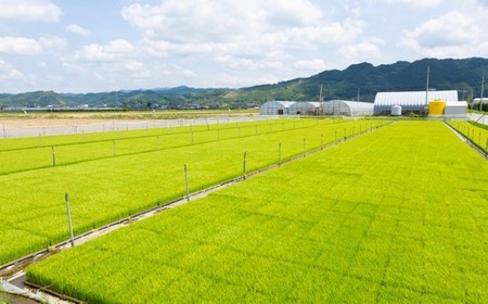 【12ヶ月定期便】みずほファーム UKIHA RICE (七分搗き5kg×12ヶ月)  【2025年11月より順次発送予定】 米 ヒノヒカリ お米 ご飯 うきは市