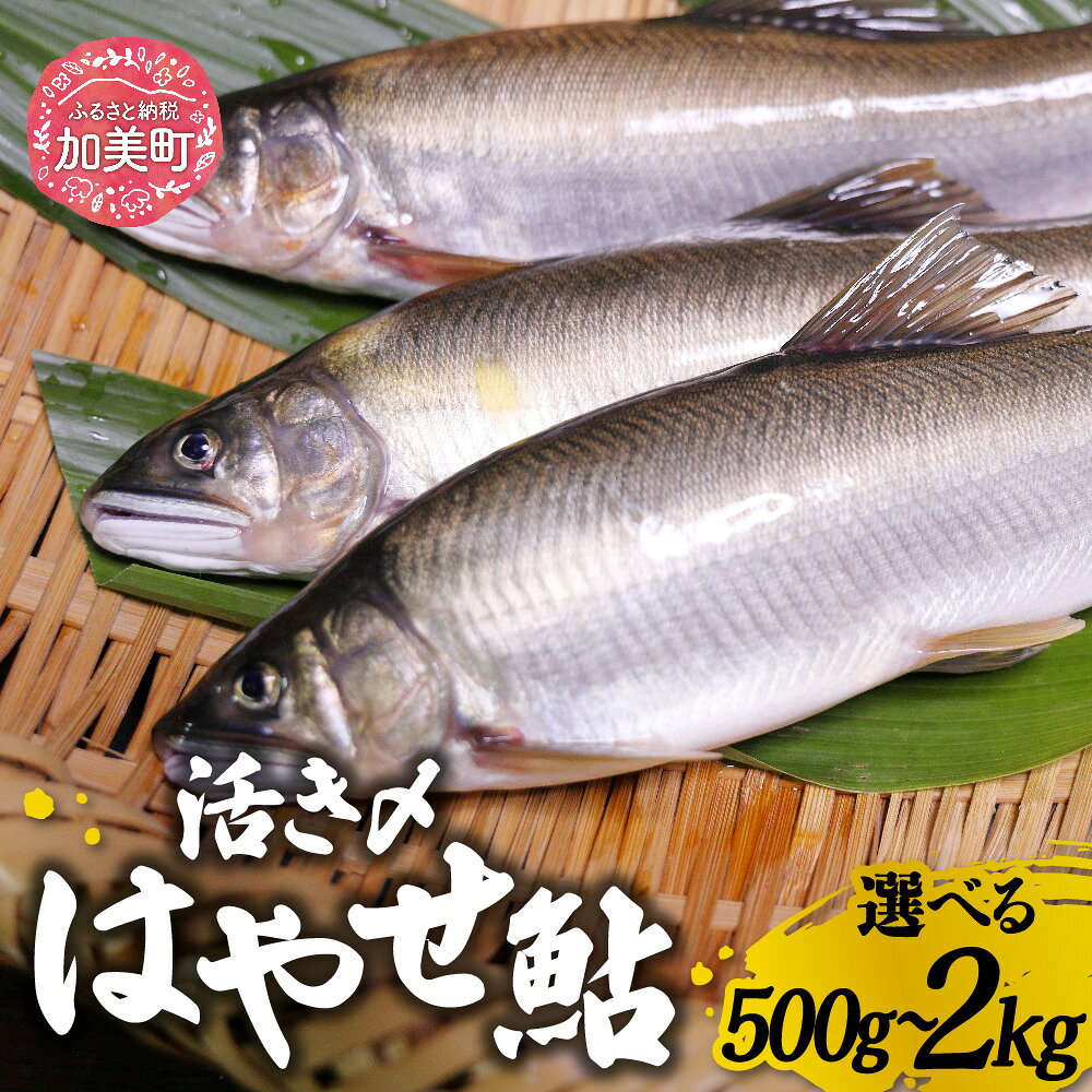 【ふるさと納税】はやせ 鮎 活き〆 500g ~ 2kg | ma-ayij [宮城鮎工房 宮城県 加美町]