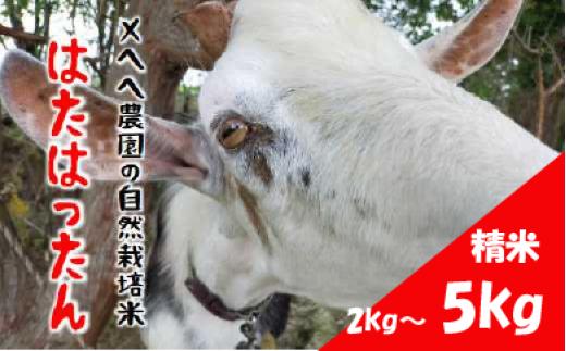 
            【先行予約】 令和7年産 新米 自然栽培米 はたはったん 白米 2kg ～ 5kg 選べる 容量 数量限定 銘柄米 あっさり 甘み おすすめ 先行 予約 精米 米 こめ おこめ ライス 自然栽培 石川県産 羽咋産 能登産 石川 羽咋 能登 のと メへヘ農園
          