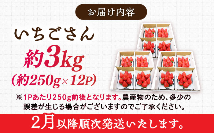 【ジューシーな濃厚いちご】いちごさん 3kg（250g×12パック） / 苺 イチゴ いちご フルーツ 果物 / 佐賀県 / さかもとさんの畑 [41ABAA005]