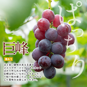 i1168 ≪数量・期間限定≫巨峰 (計約1.5kg)  ぶどう 果物 くだもの 巨峰 葡萄 旬 歯ごたえ 冷蔵 フルーツ 鹿児島県産 出水市 【山門ぶどう園】