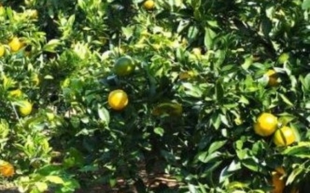 由良早生みかん(サイズおまかせ)約5kg