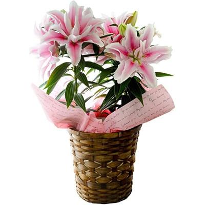 ふるさと納税 藤枝市 【母の日に!】ユリ鉢植え　ピンク八重 |  | 01