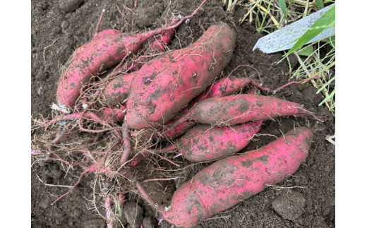 生芋　10kg　S～Lサイズ混合　1箱 いも長 | さつまいも いも 生いも 紅はるか 国産　※離島への配送不可　※2024年1月中旬頃より順次発送予定