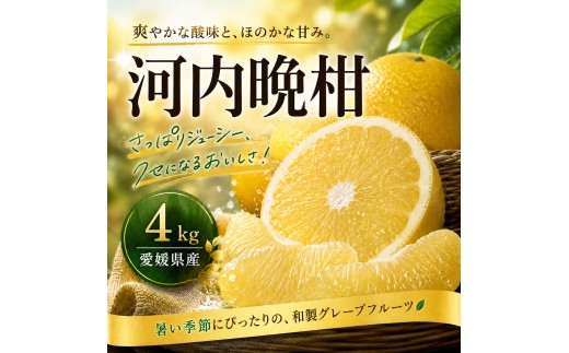 【選ぶならこれ】 和製グレープフルーツ 【河内晩柑】 4kg 愛媛県産 【2027年4月上旬頃から順次発送】 | みかん ミカン mikan 蜜柑 訳ありフルーツ 柑橘 果物 おすすめ お勧め お取り寄せ ギフト 愛媛県 松山市