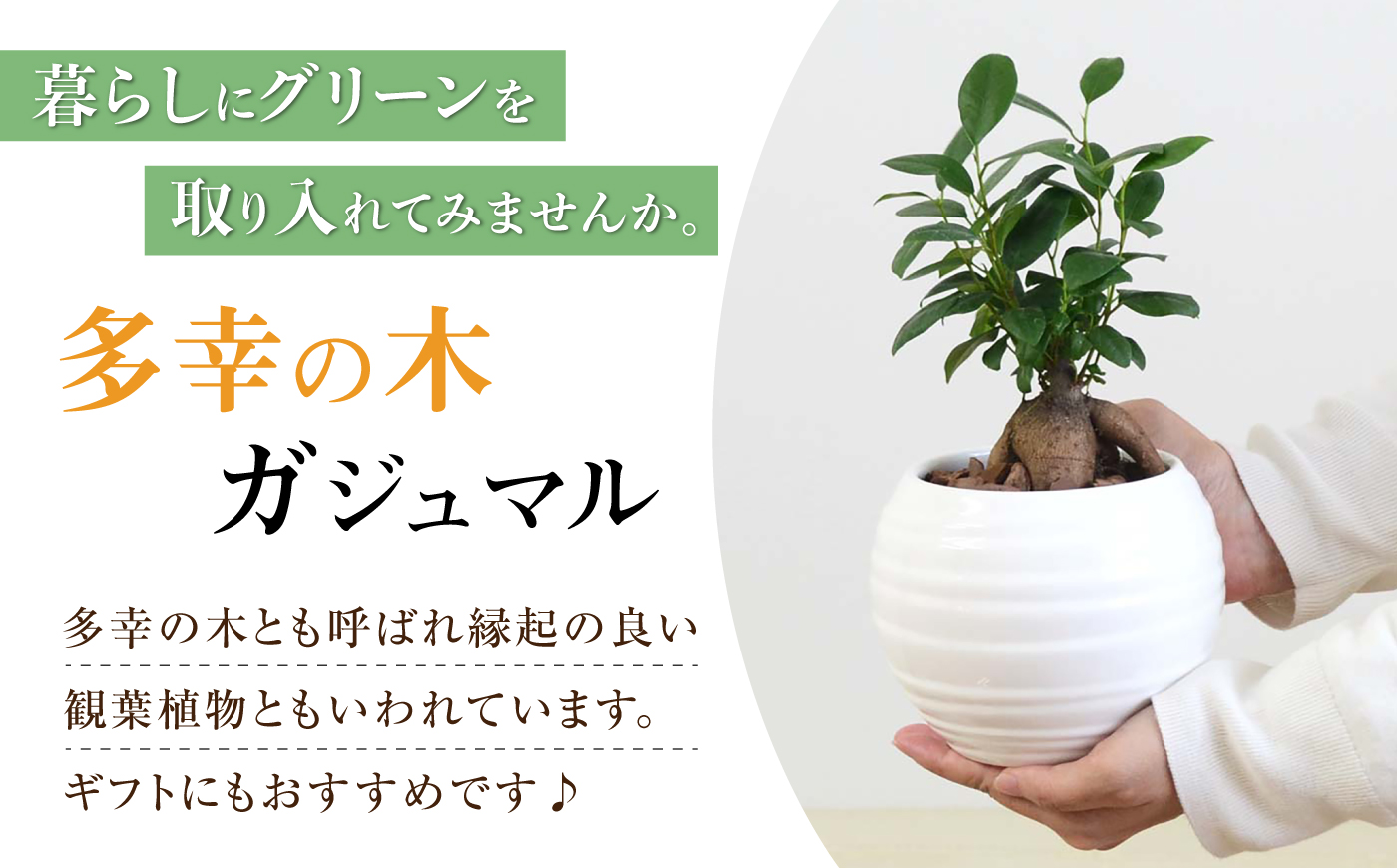 ガジュマル3号　ボール型陶器鉢（白）観葉植物 大村市 琴花園 /観葉植物 室内 観葉 植物 ガジュマル インテリア 小さめ [ACYK047]