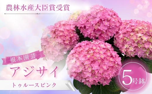 【先行予約】アジサイ トゥルースピンク 5号鉢 | 花 お花 あじさい 紫陽花 ピンク 桃色 5号 花ギフト フラワーギフト 鉢植え ギフト プレゼント 根本園芸  アジサイ あじさい 紫陽花 aj001-aj
