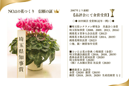 加須産シクラメン　５号鉢　受け皿セット 【おまかせ】 [A-32-3]　シクラメン