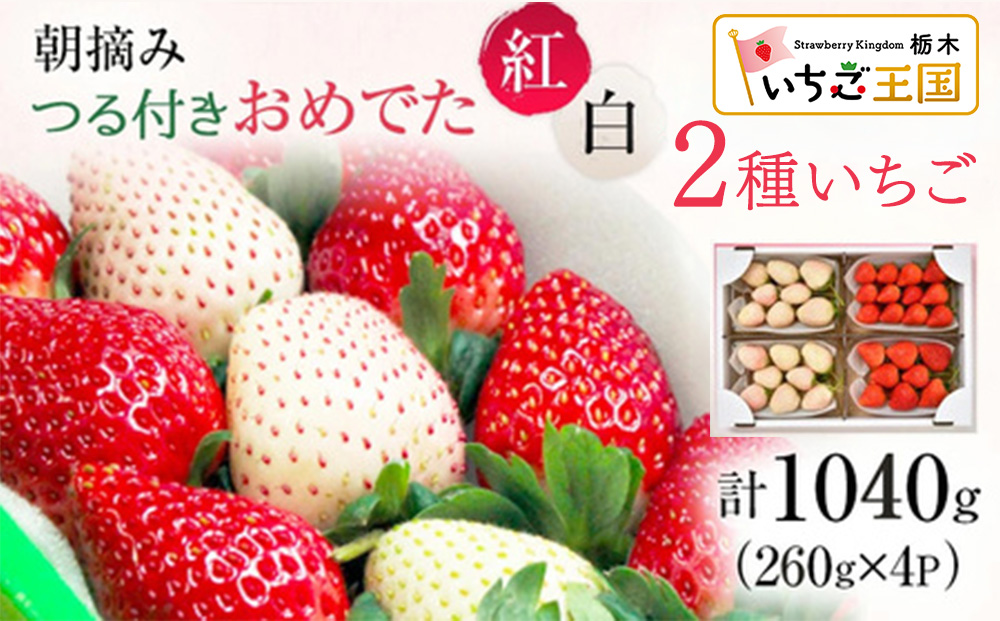 【先行予約】いちご おめでた紅白2種いちご 4パック ※2026年11月下旬～発送