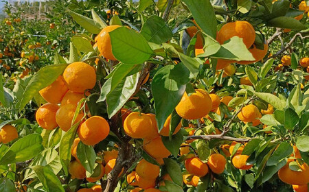 ［先行予約］ご家庭用 有田みかん 約2kg 2S～Lサイズ 混合