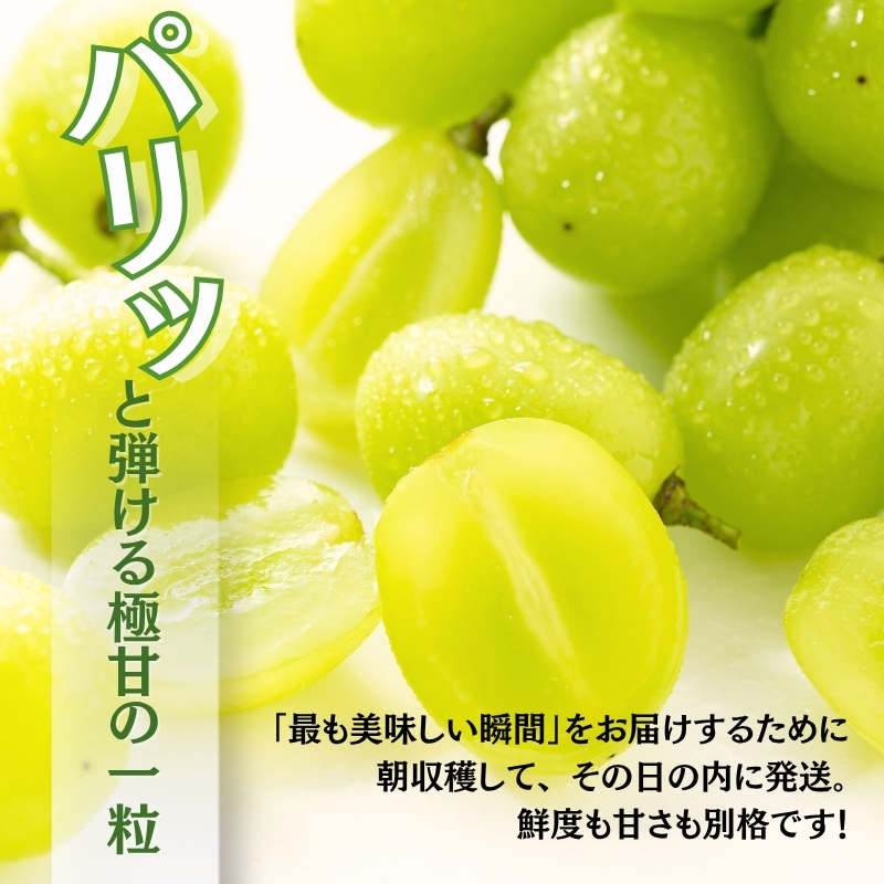 ＜2026年発送分　先行予約受付中！！＞ 厳選朝採りシャインマスカット 約600g 1房 ｜ 樹上完熟 産地直送 厳選 朝採りフルーツ ぶどう 果物 大粒 高級 ブドウ 葡萄 ギフト 大阪 河内長野 