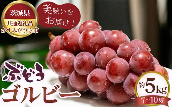 
                  【先行予約】ぶどう　ゴルビー　約5kg（7～10房）【茨城県共通返礼品 かすみがうら市】 ／ 旬 新鮮 葡萄 ブドウ 果物 フルーツ 茨城県 特産品 No.618
                