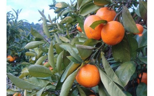 【農家直送】有田みかん 約10kg 大玉3L以上 有機質肥料100% 2025年12月初旬～1月中旬に順次発送(お届け日指定不可)【nuk139E】