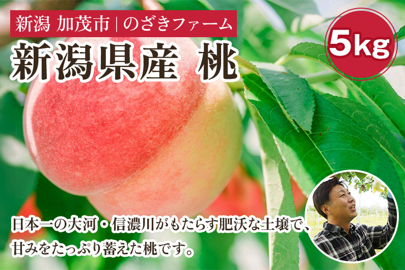 
            【2025年先行予約】新潟県産 桃 5kg（13～20玉）《7月中旬～順次出荷》 果物 くだもの フルーツ もも ピーチ 新潟県加茂市 のざきファーム
          