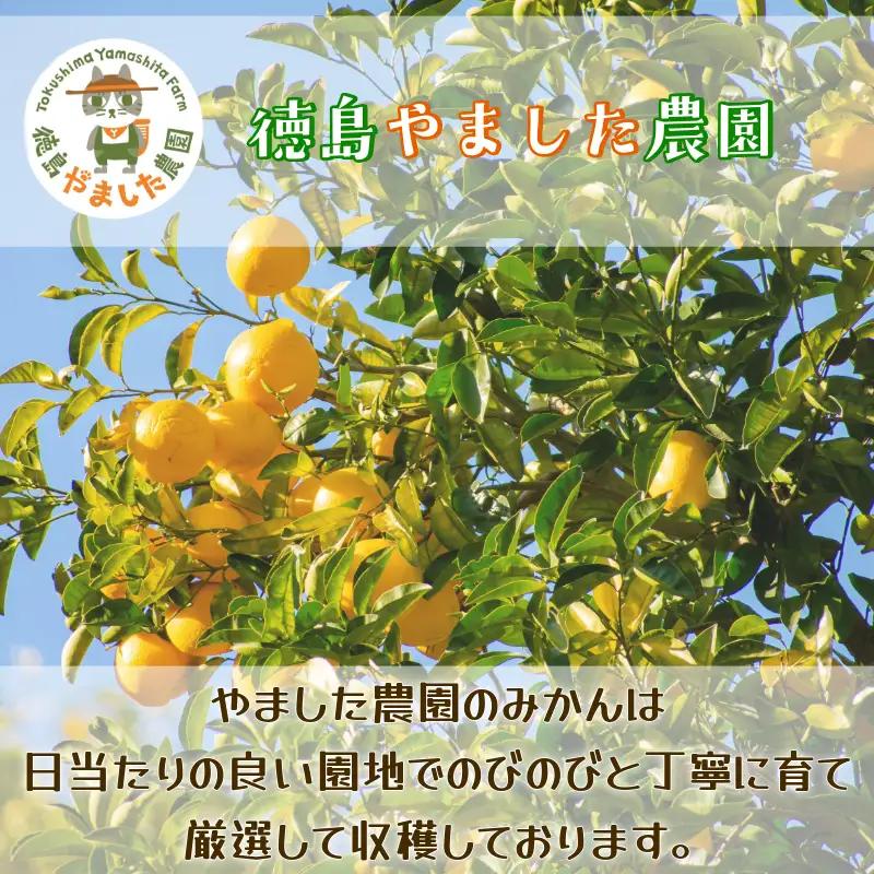 【先行予約】【2026年10月下旬順次発送】 早生みかん 3kg みかん 早生 柑橘 国産 農家直送 徳島県 小松島市