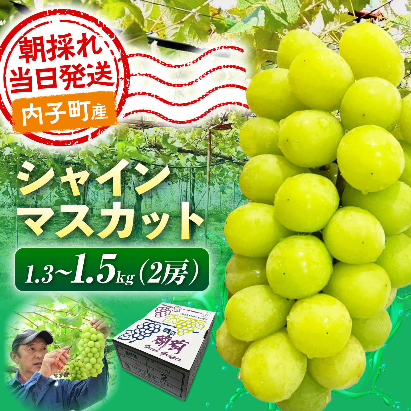 【ふるさと納税】【先行予約】シャインマスカット 1.3〜1.5kg (2房) 愛媛県内子町/井上農園[BKCS002] ぶどう ブドウ 葡萄 シャインマスカット しゃいんますかっと マスカット muscat フルーツ くだもの 果物 愛媛県 内子町 産地直送 完熟 お取り寄せ 送料無料