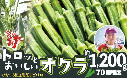 
トロッとおいしいオクラ＜約1200g＞ 95P3201
