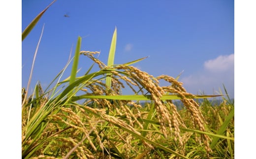 令和7年産 6回 定期便 四万十産 四万十米 コシヒカリ 10kg （5kg×2袋）×6回（計60kg）こしひかり 60kg 令和7年 2025年 精米 白米 米 おこめ こめ コメ ご飯 ごはん ふ