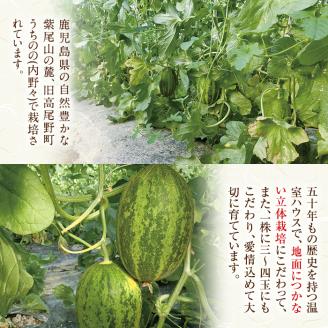 i456 ＜2026年4月中旬~5月中旬の間に発送予定＞うちののパパイヤメロン(計約1.8kg・2個入) メロン パパイヤメロン 果物 くだもの フルーツ 期間限定 数量限定 旬 立体栽培 シャキシャ
