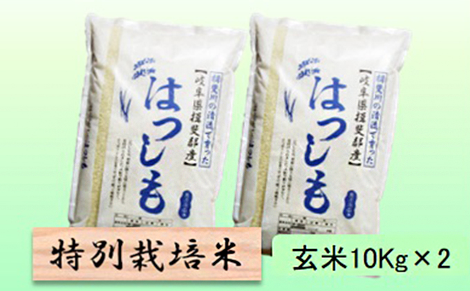 特別栽培米 【 令和8年産 】 玄米 20kg【 ハツシモ 】