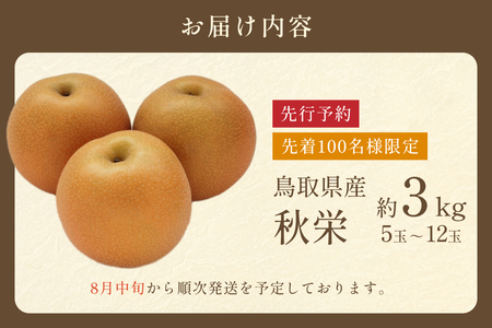 先行予約 秋栄（あきばえ）3kg｜鳥取 果物 フルーツ なし 梨【41034】