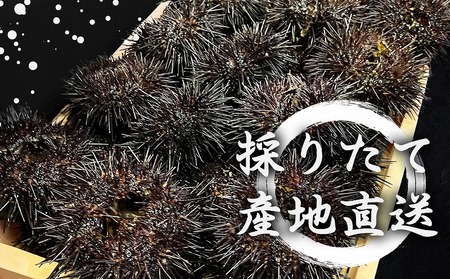 【先行予約】北海道産 上ノ国町 まるひろの折生うに（約250g）