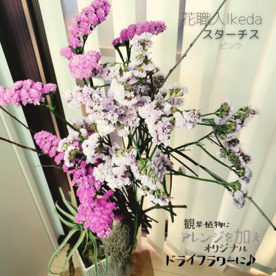 ふるさと納税 印南町 生花【スターチス】花職人Ikeda 　　　　ピンク |  | 01