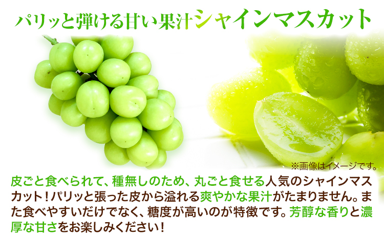 岡山県産シャインマスカット（晴王）（1房580g以上　2房入り）（令和7年産先行受付）《9月上旬-10月下旬頃出荷》葡萄 ぶどう ブドウ マスカット シャインマスカット 種無し フルーツ 獲れたて【配