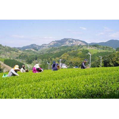 ふるさと納税 掛川市 全国初の快挙!日本三大品評会 農林水産大臣賞受賞 三冠茶園 深蒸し掛川茶 200g×8袋 |  | 02