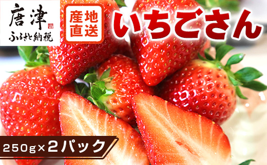 『先行予約』【令和9年3月より順次発送】唐津産 いちごさん 約250g×2パック(合計約500g) 濃厚いちご 苺 イチゴ 果物 フルーツ